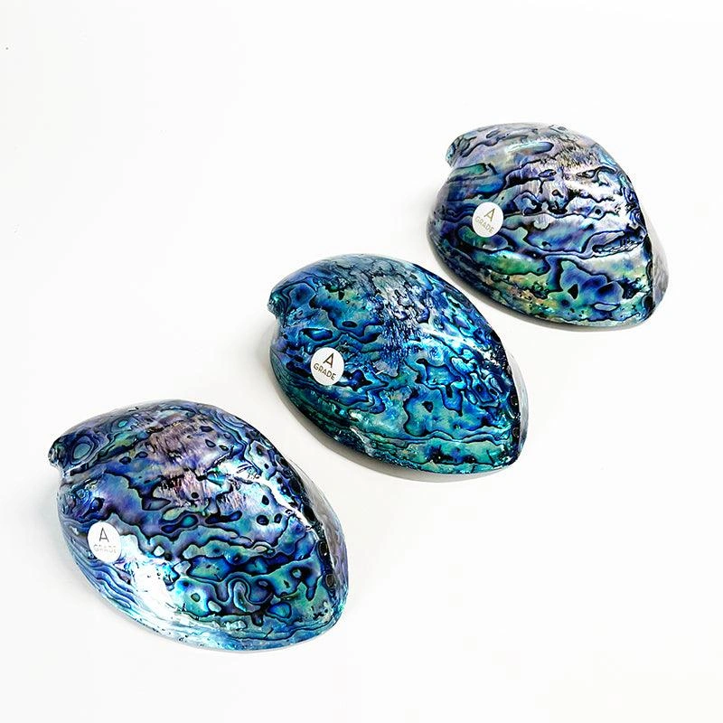 NZ Paua Shell: 12cm A-Grade Beauty! Dive into the Ocean's Embrace. Authentic & Stunning. Get Yours Now!